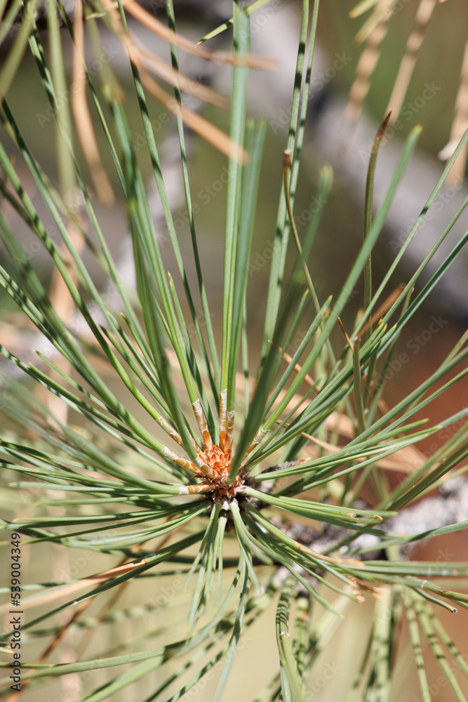 Tan nonresinous ovoid buds with notably white trichomatic scale fringes of Pinus Jeffreyi, Pinaceae, native monoecious evergreen tree in the San Bernardino Mountains, Transverse Ranges, Summer. Tan nonresinous ovoid buds with notably white trichomatic scale fringes of Pinus Jeffreyi, Pinaceae, native monoecious evergreen tree in the San Bernardino Mountains, Transverse Ranges, Summer.