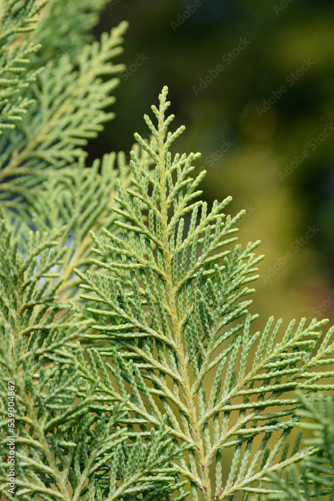 Leyland cypress Leyland cypress