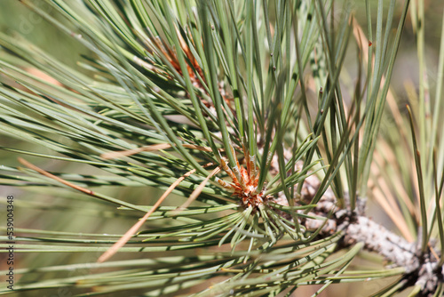 Tan nonresinous ovoid buds with notably white trichomatic scale fringes of Pinus Jeffreyi, Pinaceae, native monoecious evergreen tree in the San Bernardino Mountains, Transverse Ranges, Summer. photo
