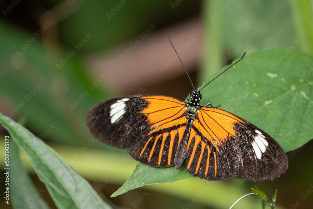 Obraz premium A butterfly on a leaf in the Netherlands