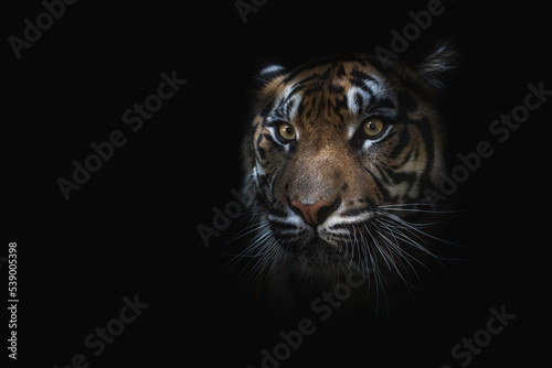 Head of tiger in darkness photo