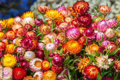 Photography bouquet of vivid everlasting or strawflowers