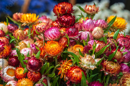 Wall Mural bouquet of vivid everlasting or strawflowers