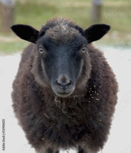 Face of a black sheep ewe looking directly at camera 