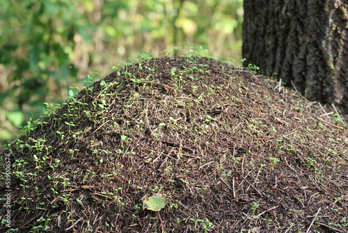 Anthill overgrown with sprouts of young plants full frame