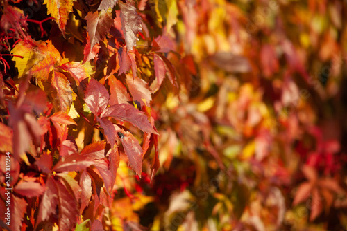 Close view of colorful creeper hedera on a metal fence. Background