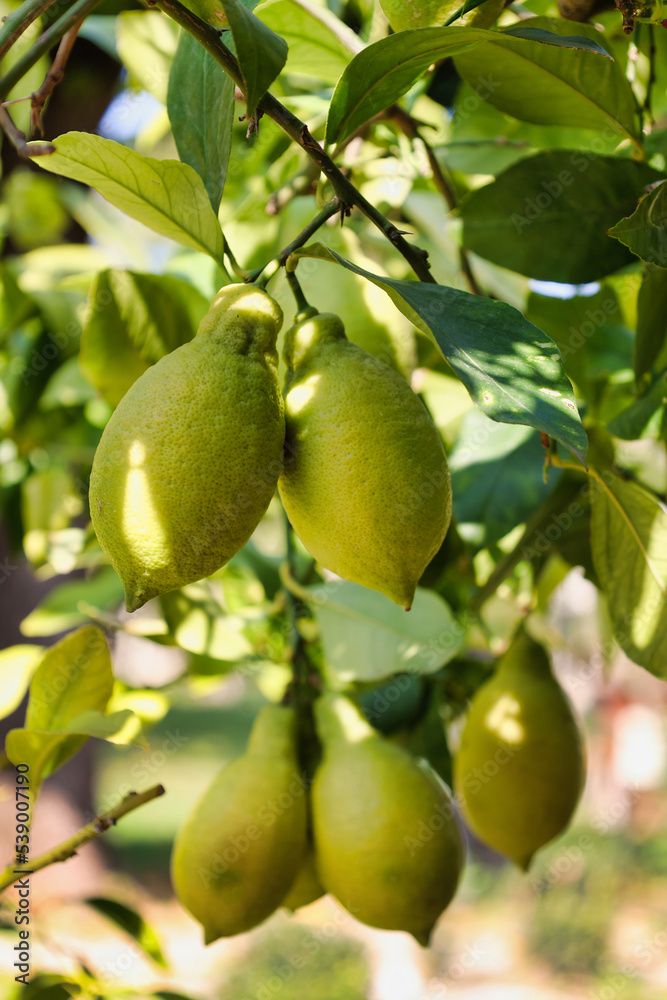 view of group of lemons hanging from tree branches view of group of lemons hanging from tree branches