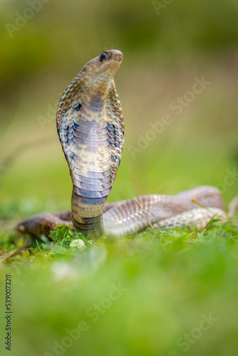 Indian spectacled cobra or Naja naja  photo
