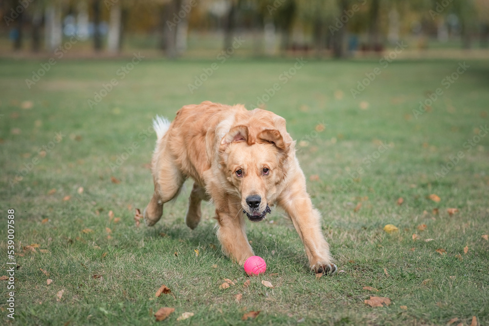 A young beautiful labrador retriever is actively playing in the park.