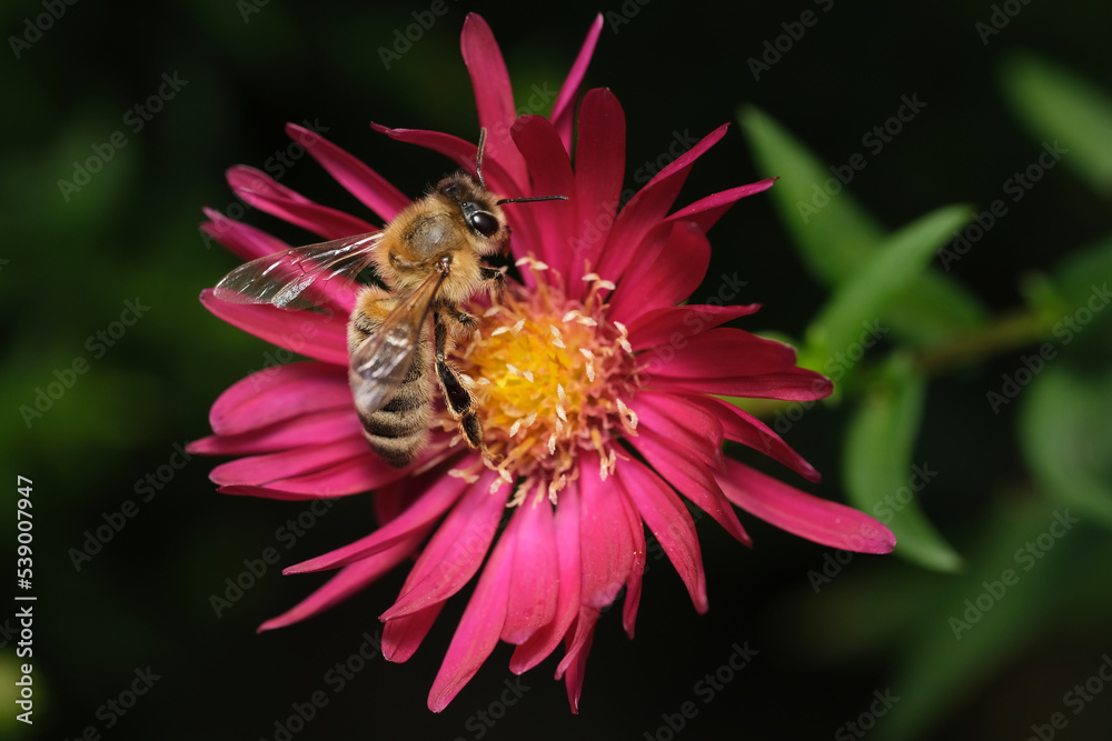 Pszczoła na kwiatku - obrazy, fototapety, plakaty 