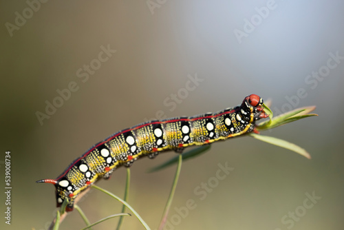 Spurge hawkmoth, Hyles euphorbiae, colourful and toxic caterpillar.