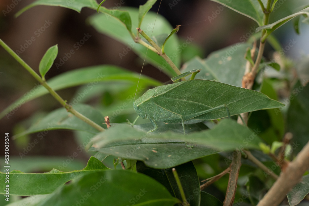 leaf insect camouflaging among the leaves of a bush leaf insect camouflaging among the leaves of a bush