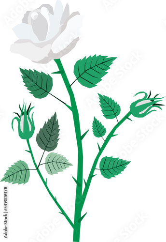 Beautiful Flower  Illustration of A Beautiful White Roses Isolated on White Background. 