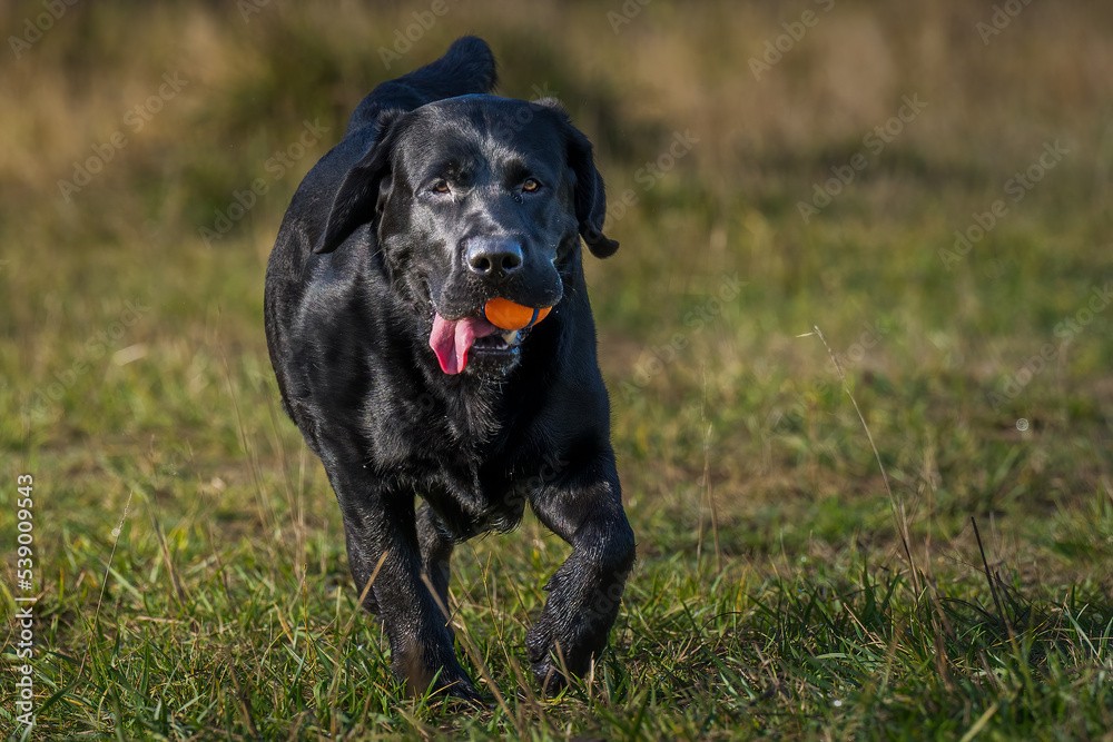 2022-10-16 ADULT BLACK LABRADOR RUNNING THROUGH A GRASS FIELD WITH A ORANGE AND BLUE BALL AND ITS TOUNGE OUT WITH A BLURRY BACKGROUND