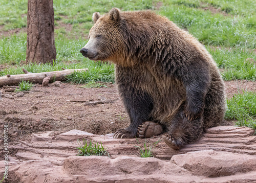 Black Bears at Bearizona photo