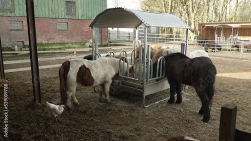 a small herd of ponies feeding of a metal hay rack photo