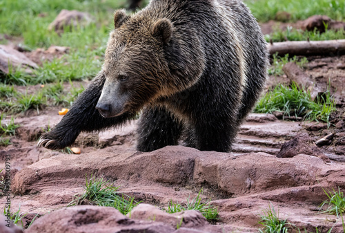 Black Bears at Bearizona