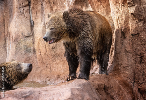 Black Bears at Bearizona photo