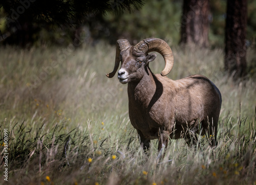Bighorn Sheep, Arizona, September 2022