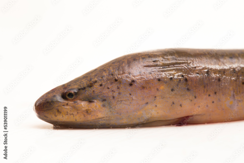 Asian swamp eel (Monopterus albus) isolated on white background Asian swamp eel (Monopterus albus) isolated on white background