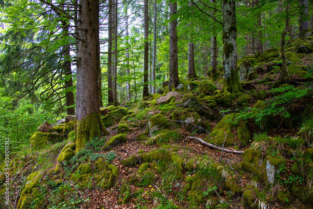 Fototapeta premium Wald_2768