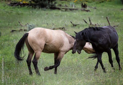 Wild Horses Heber Arizona