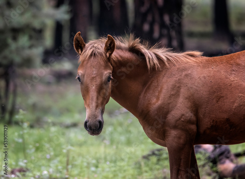 Wild Horses Heber Arizona © Carol