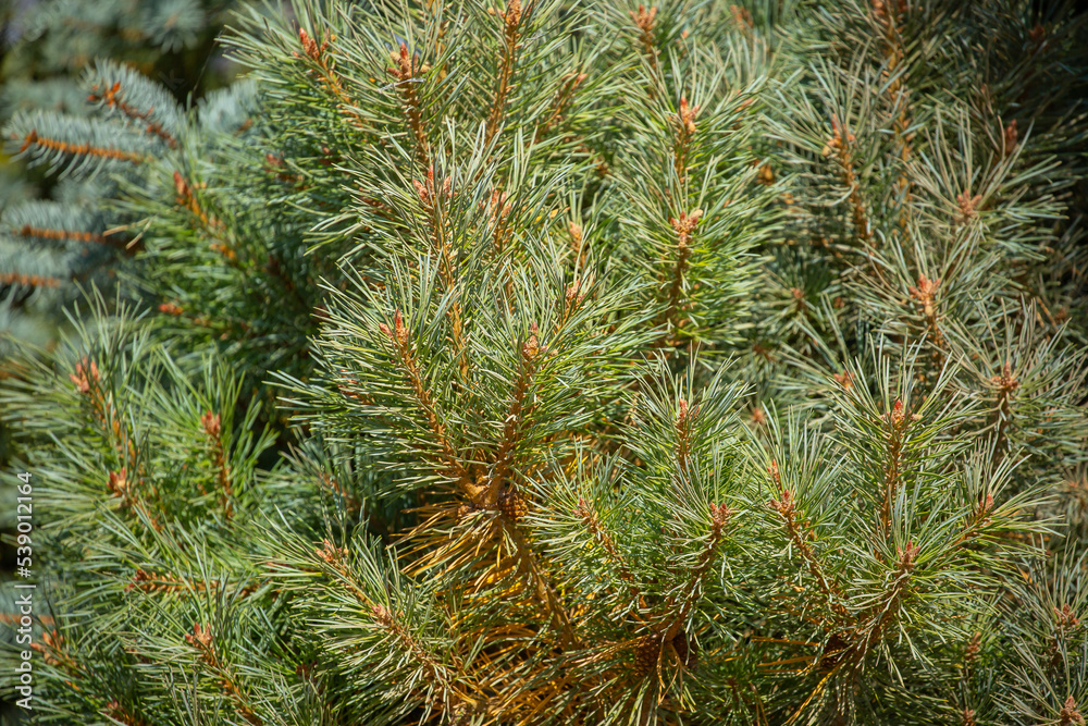 Fir branches close-up. Coniferous trees in the forest. Winter Christmas background. Christmas background, beautiful nature Fir branches close-up. Coniferous trees in the forest. Winter Christmas background. Christmas background, beautiful nature