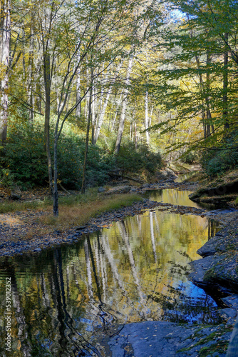 Delaware Township, Pike County, Pennsylvania: Birch trees reflected in a stream in a wooded area at Dingmans Falls, in the Delaware Water Gap National Recreation Area.