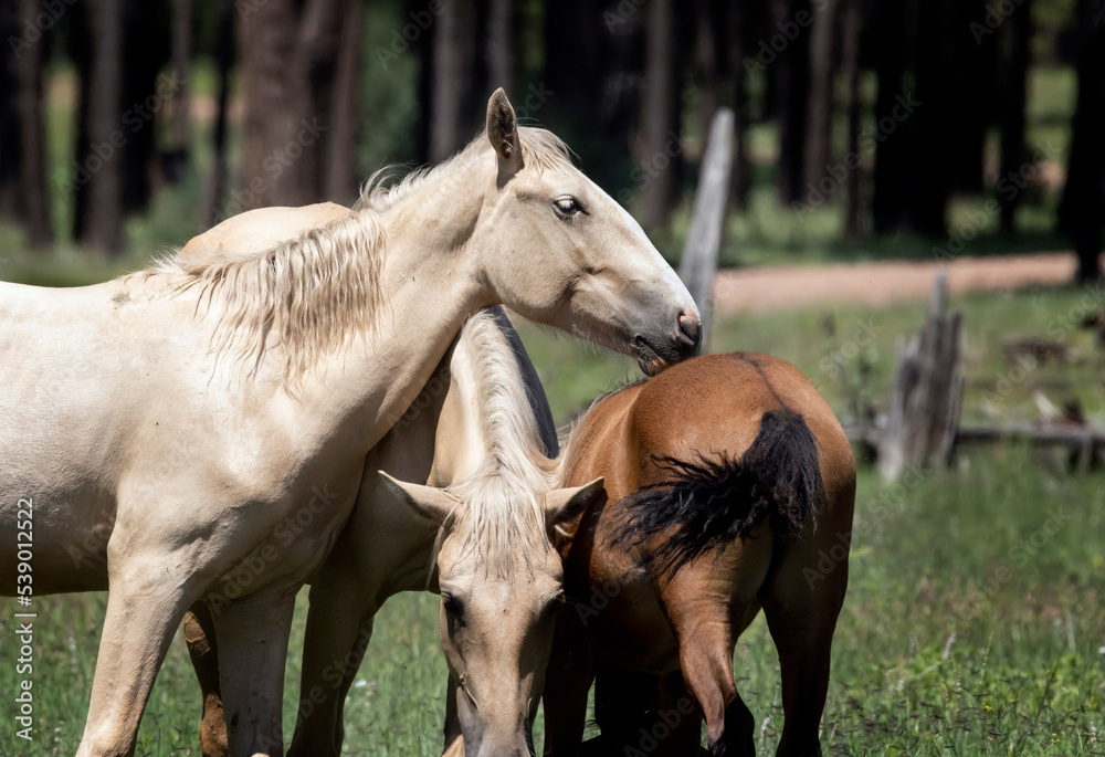Fototapeta premium Wild Horses Heber Arizona