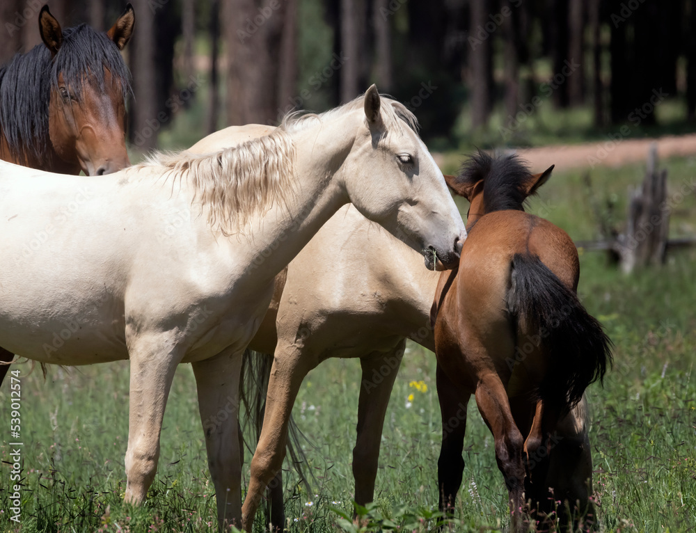 Naklejka premium Wild Horses Heber Arizona