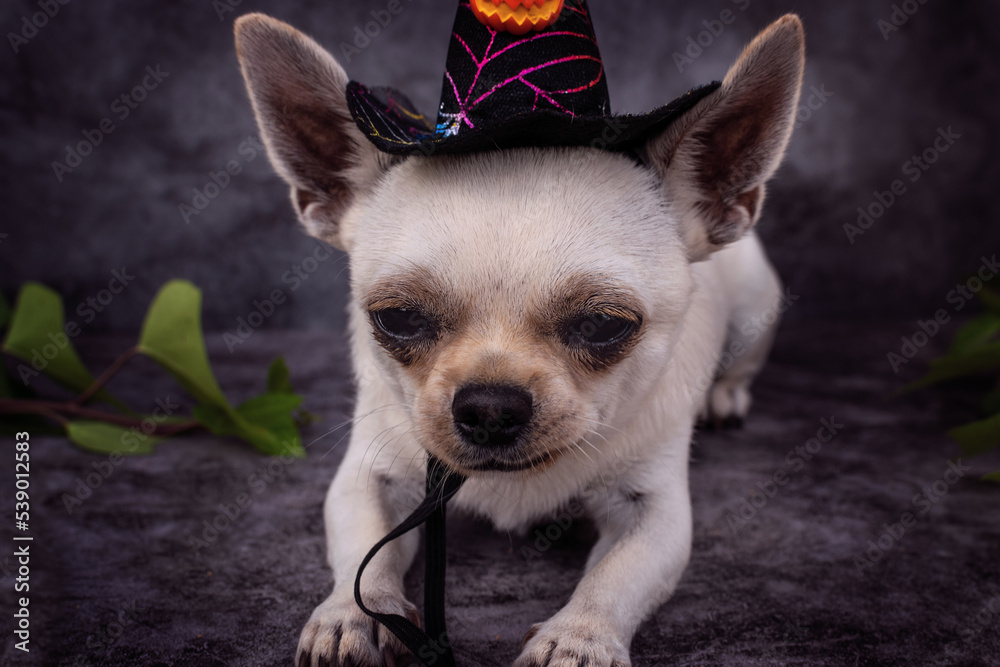 Dog in Halloween costume.Chihuahua lying on dark isolated background.