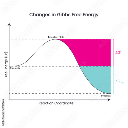 Changes in Gibbs Free Energy depicted in a reaction diagram of a thermodynamically favorable reaction