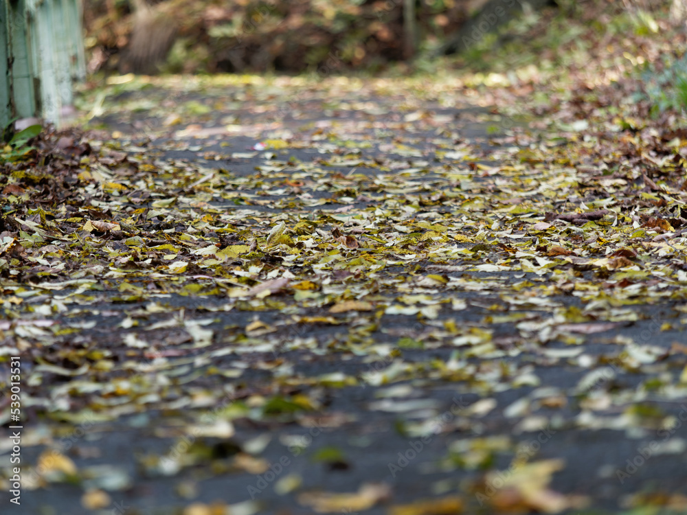 Autumn forest scenery with road of fall leaves. Autumn forest scenery with road of fall leaves.