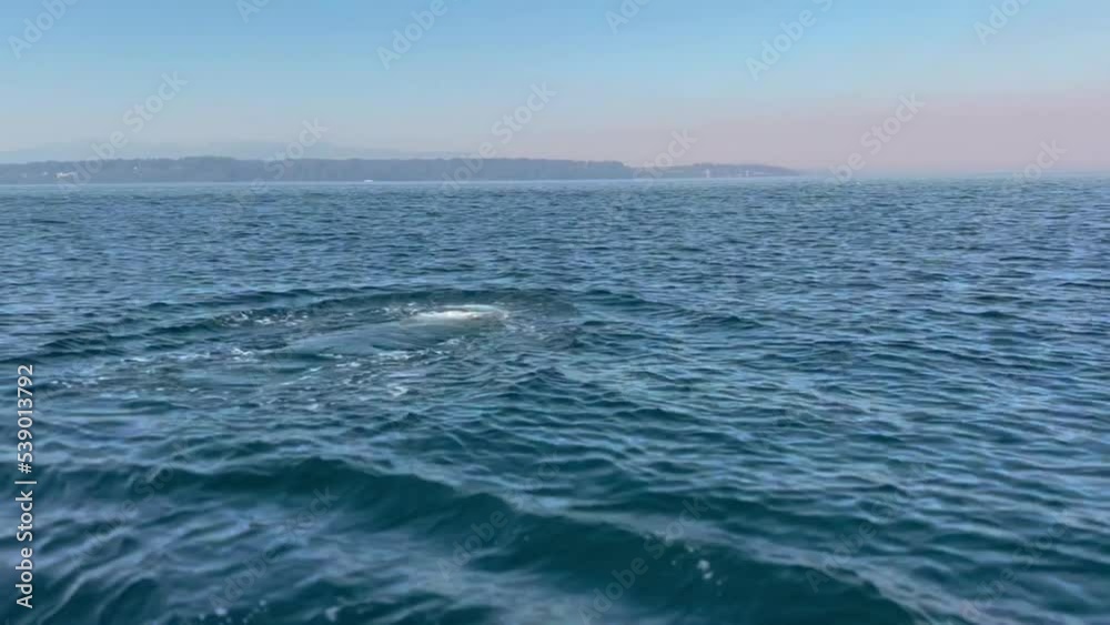 wild orca whale swims away from camera in the Puget Sound near Seattle, Washington. wild orca whale swims away from camera in the Puget Sound near Seattle, Washington.
