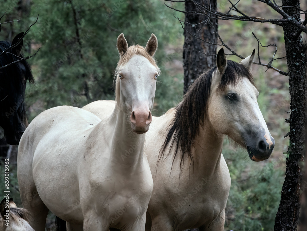 Fototapeta premium Wild Horses Heber Arizona