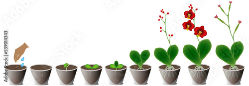 Growth cycle of a red orchid in a pot on a white background.