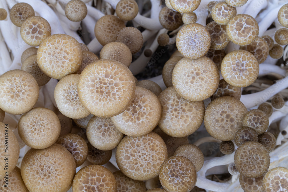 Looking straight dow on a cluster of beech mushrooms Looking straight dow on a cluster of beech mushrooms