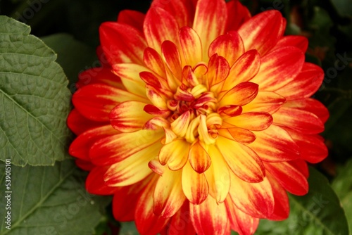 Red and yellow dahlia flower 