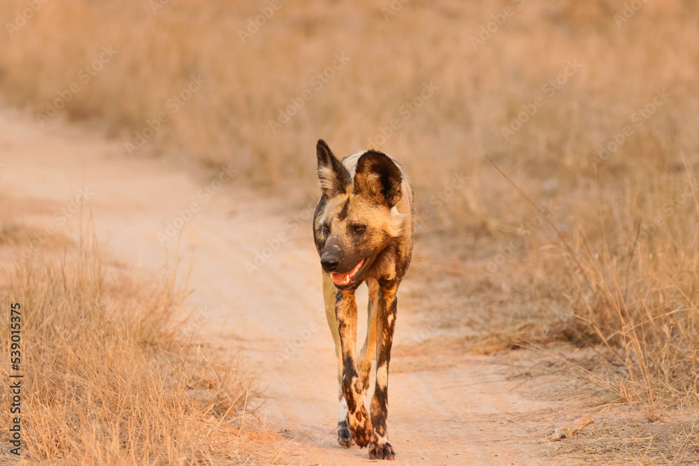 African wild dog ( Lycaon Pictus) in the evening sun, Sabi Sands Game Reserve, South Africa.