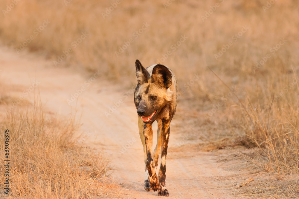 African wild dog ( Lycaon Pictus) in the evening sun, Sabi Sands Game Reserve, South Africa. African wild dog ( Lycaon Pictus) in the evening sun, Sabi Sands Game Reserve, South Africa.