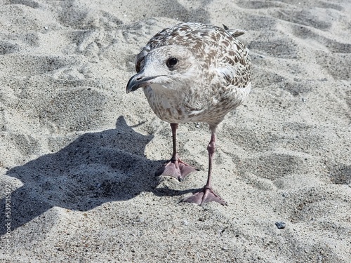 Möwe am Strand schaut direkt in die Kamera photo