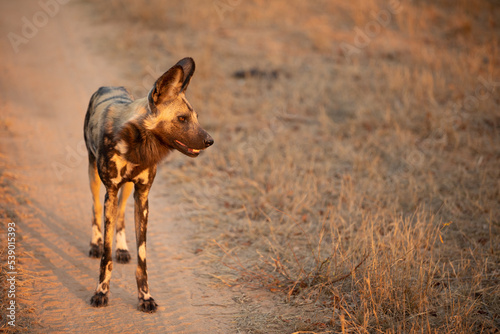 African wild dog ( Lycaon Pictus) in the evening sun, Sabi Sands Game Reserve, South Africa. © Gunter