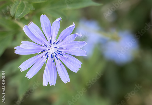 close-up of a violet blue Chicory flower (Cichorium intybus) in summer bloom