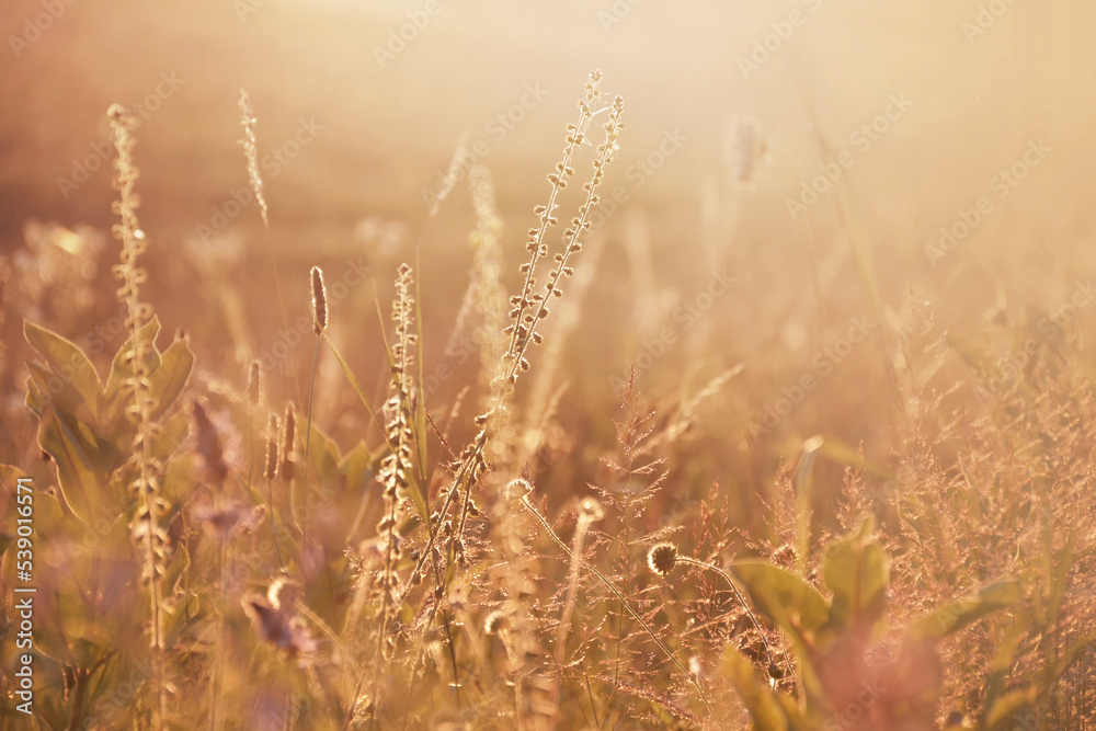 Summer meadow in the sunset, atmospheric image Summer meadow in the sunset, atmospheric image