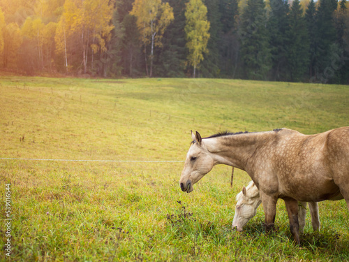 a beautiful horse grazes in a pasture in the early morning mist  the horse eats grass