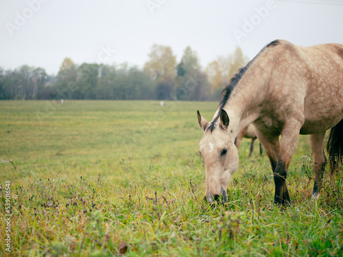 a beautiful horse grazes in a pasture in the early morning mist, the horse eats grass