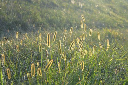 Yellow foxtail (Setaria pumila) in the field photo