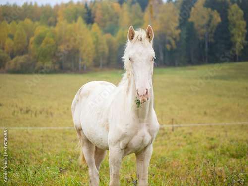 a beautiful white albino horse grazes in a pasture in the early morning mist, an albino horse eats grass © Максим