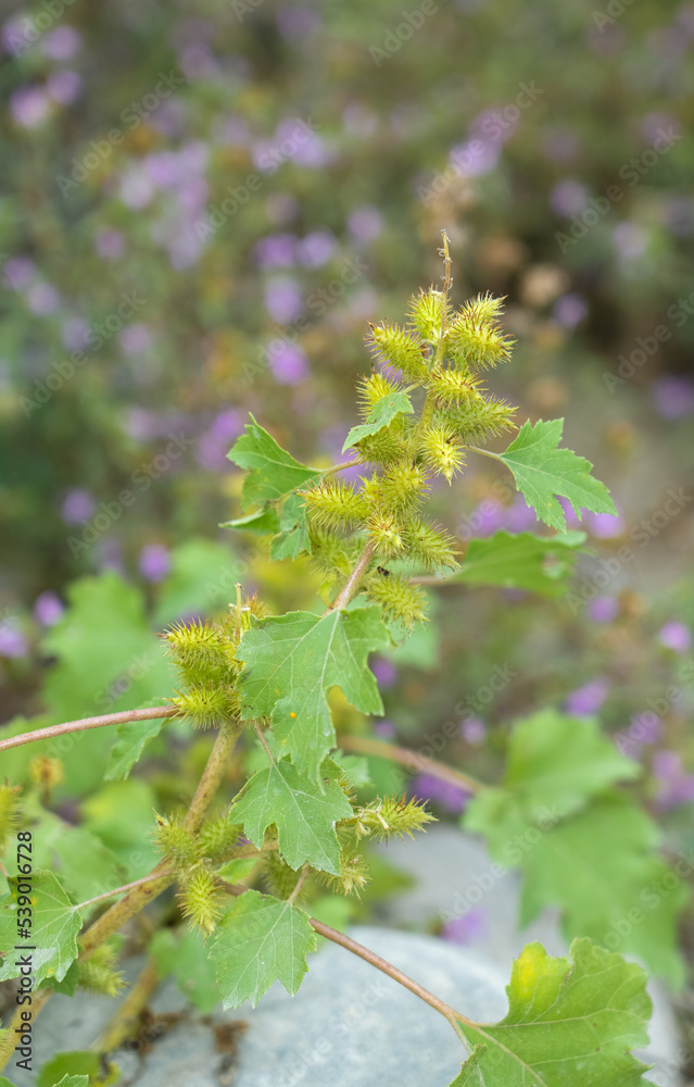 Fototapeta premium close-up of a Xanthium strumarium (rough cocklebur, clotbur, common cocklebur, large cocklebur, woolgarie bur) plant